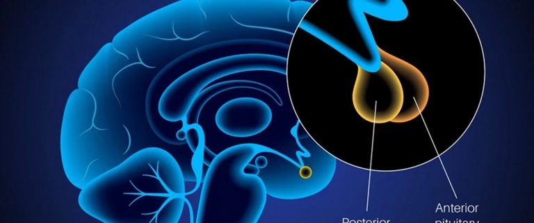 Triptorelin Peptide – Mechanism, Research & Potential Applications